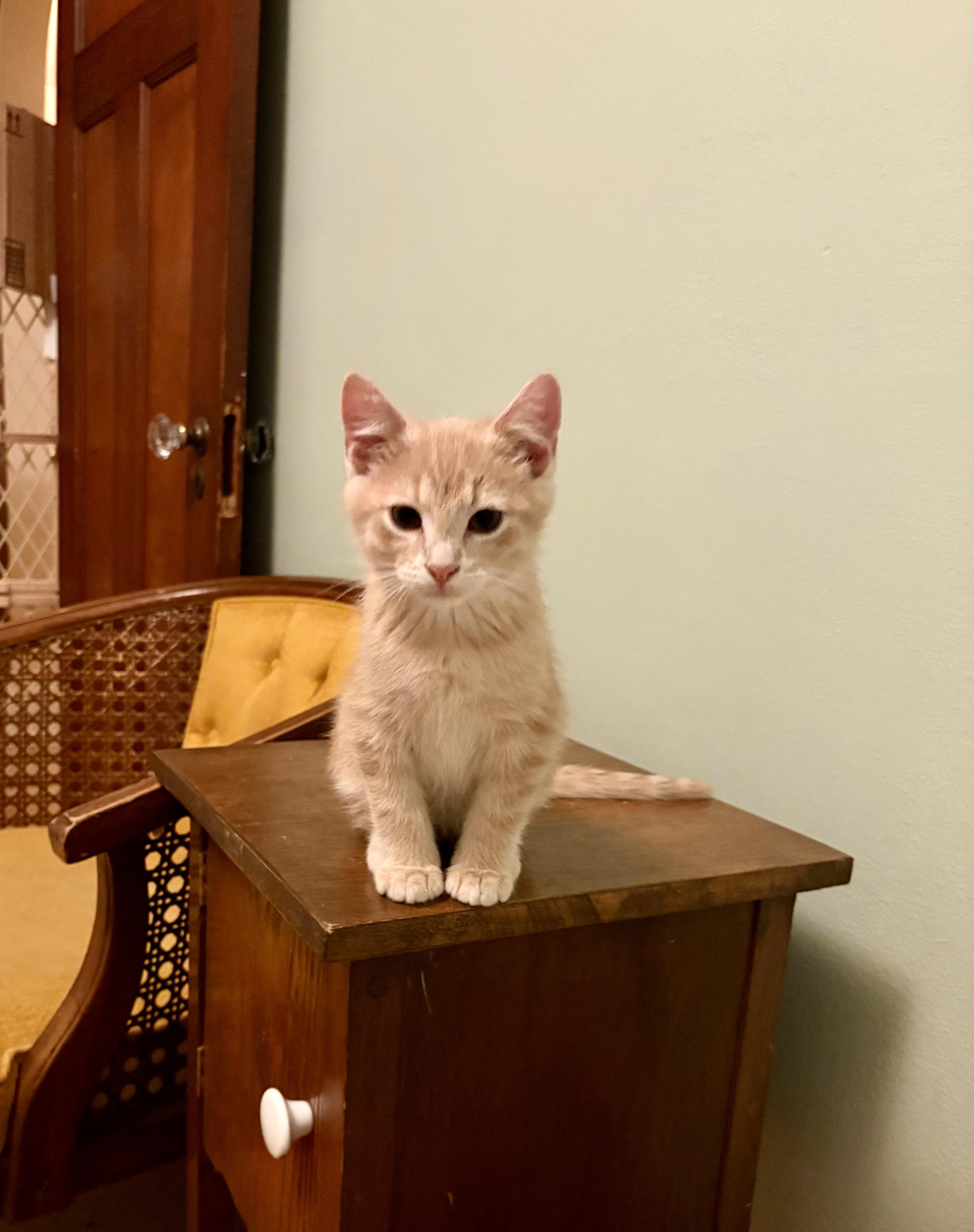 Kipper, an adopted Domestic Short Hair in Milwaukee, WI image 4/6