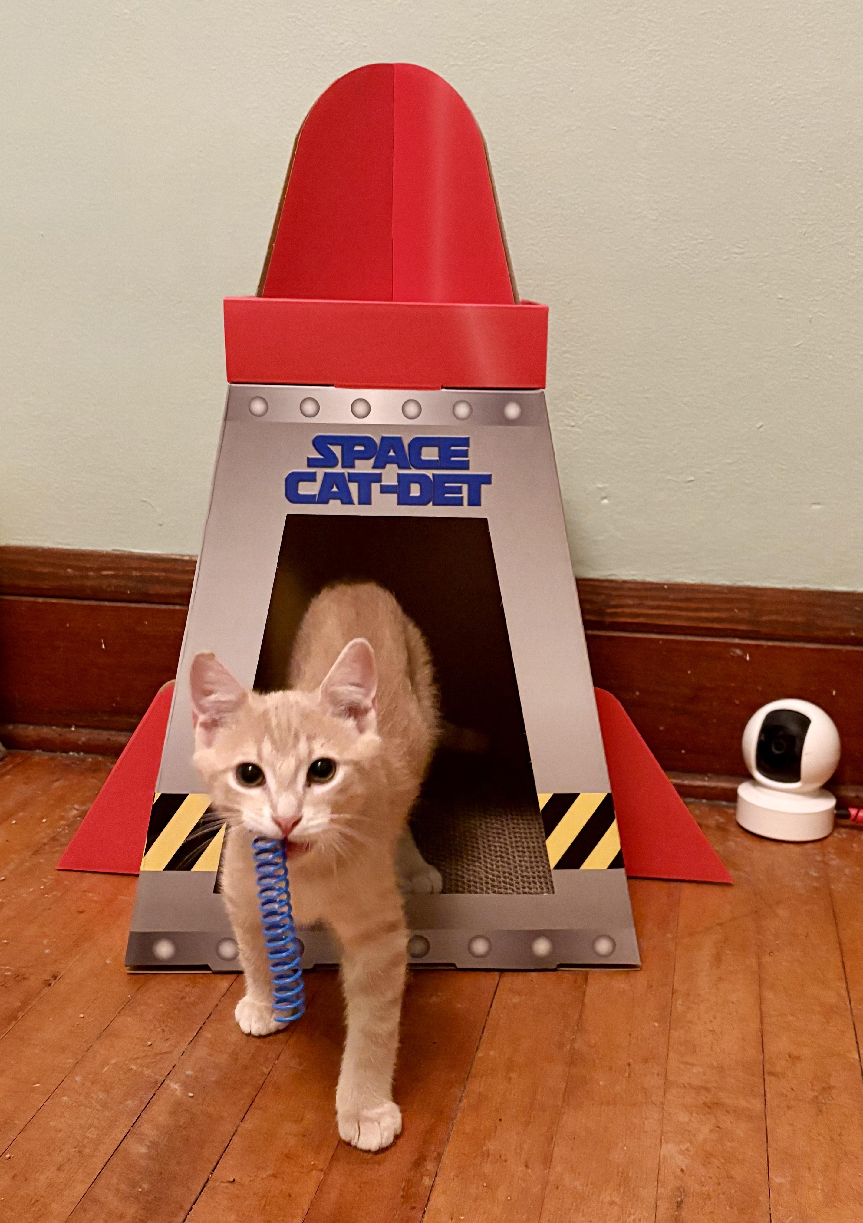 Kipper, an adopted Domestic Short Hair in Milwaukee, WI image 2/6