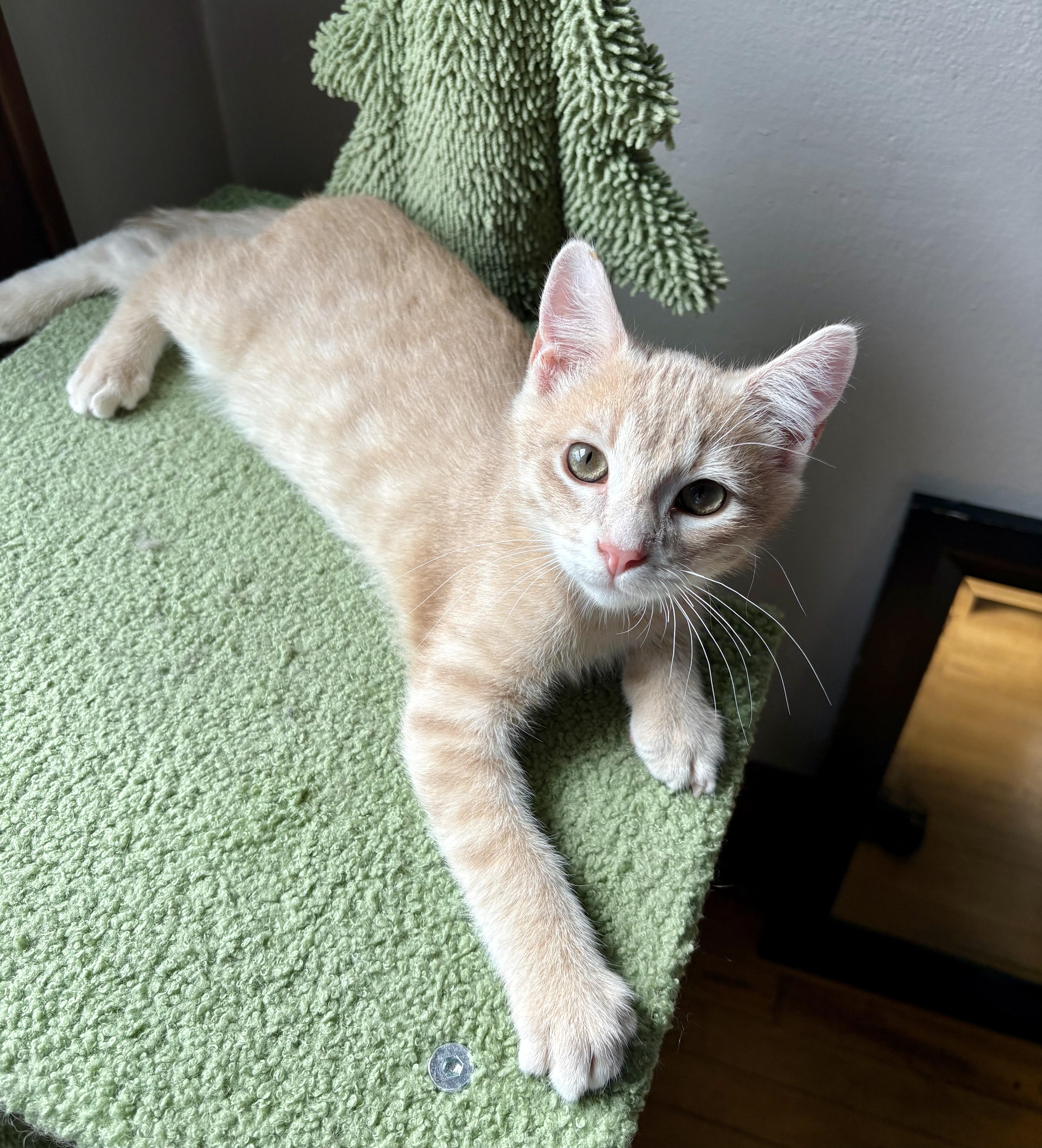 Kipper, adopted, Kitten Male Domestic Short Hair.