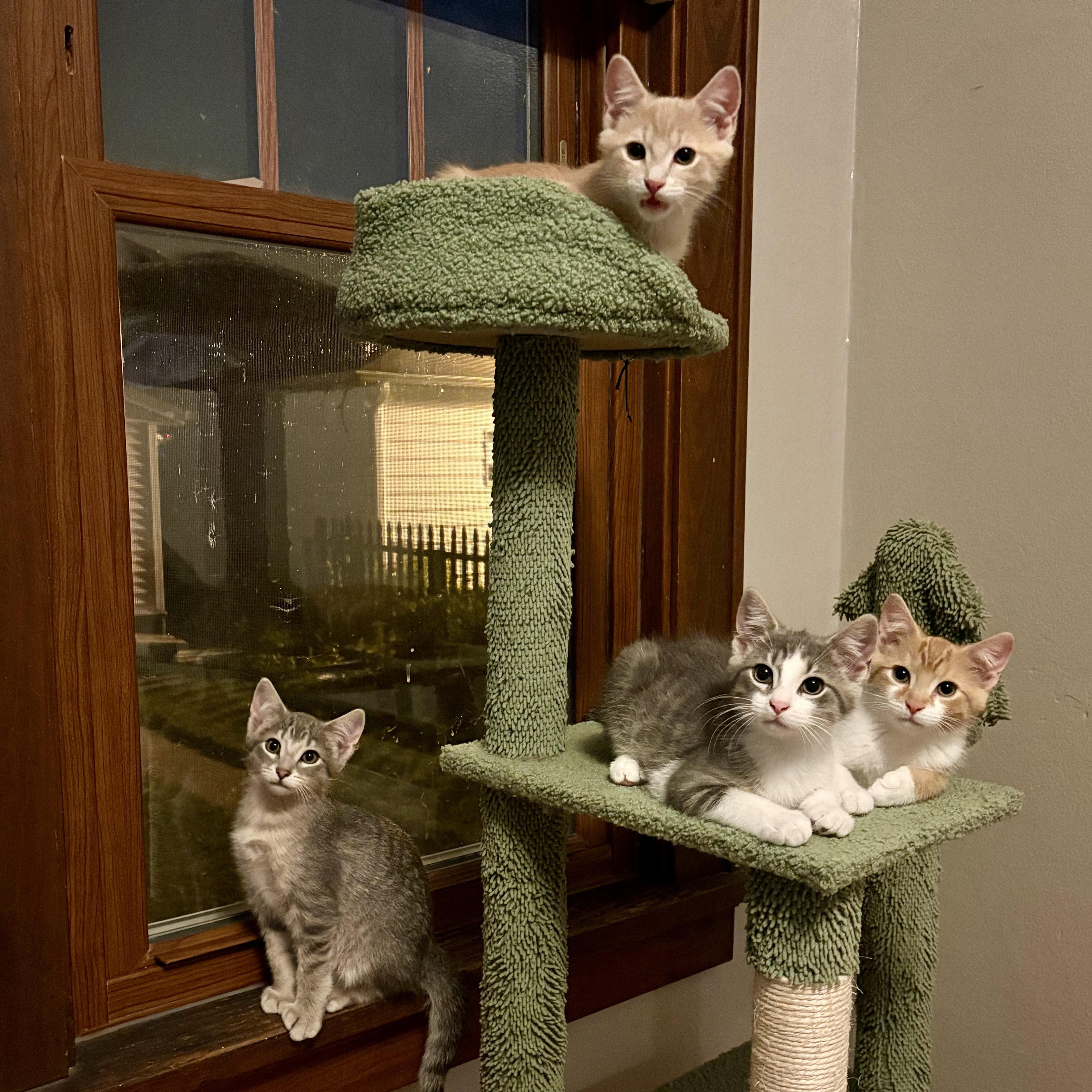 Kipper, an adopted Domestic Short Hair in Milwaukee, WI image 6/6