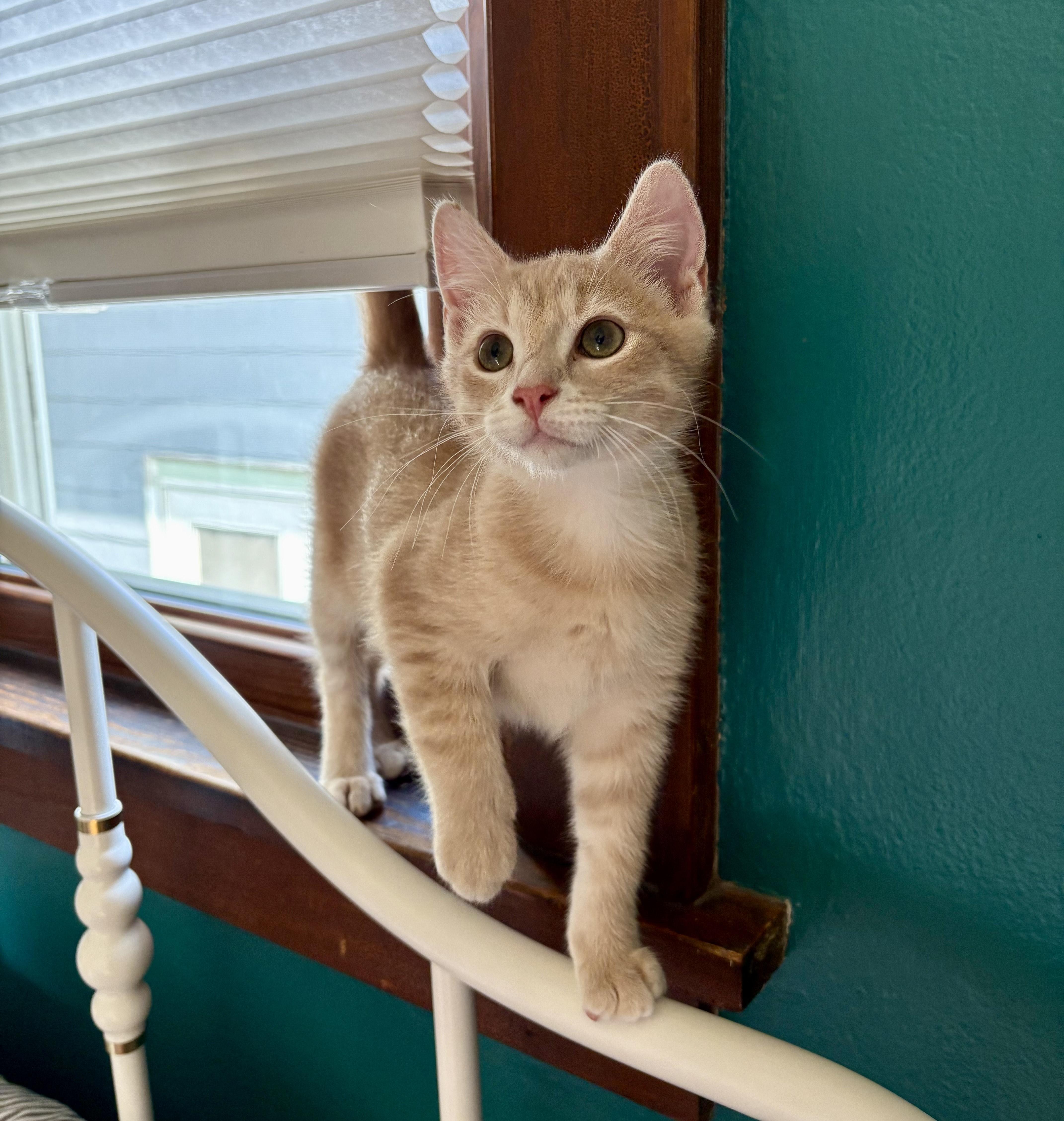 Kipper, an adopted Domestic Short Hair in Milwaukee, WI image 5/6