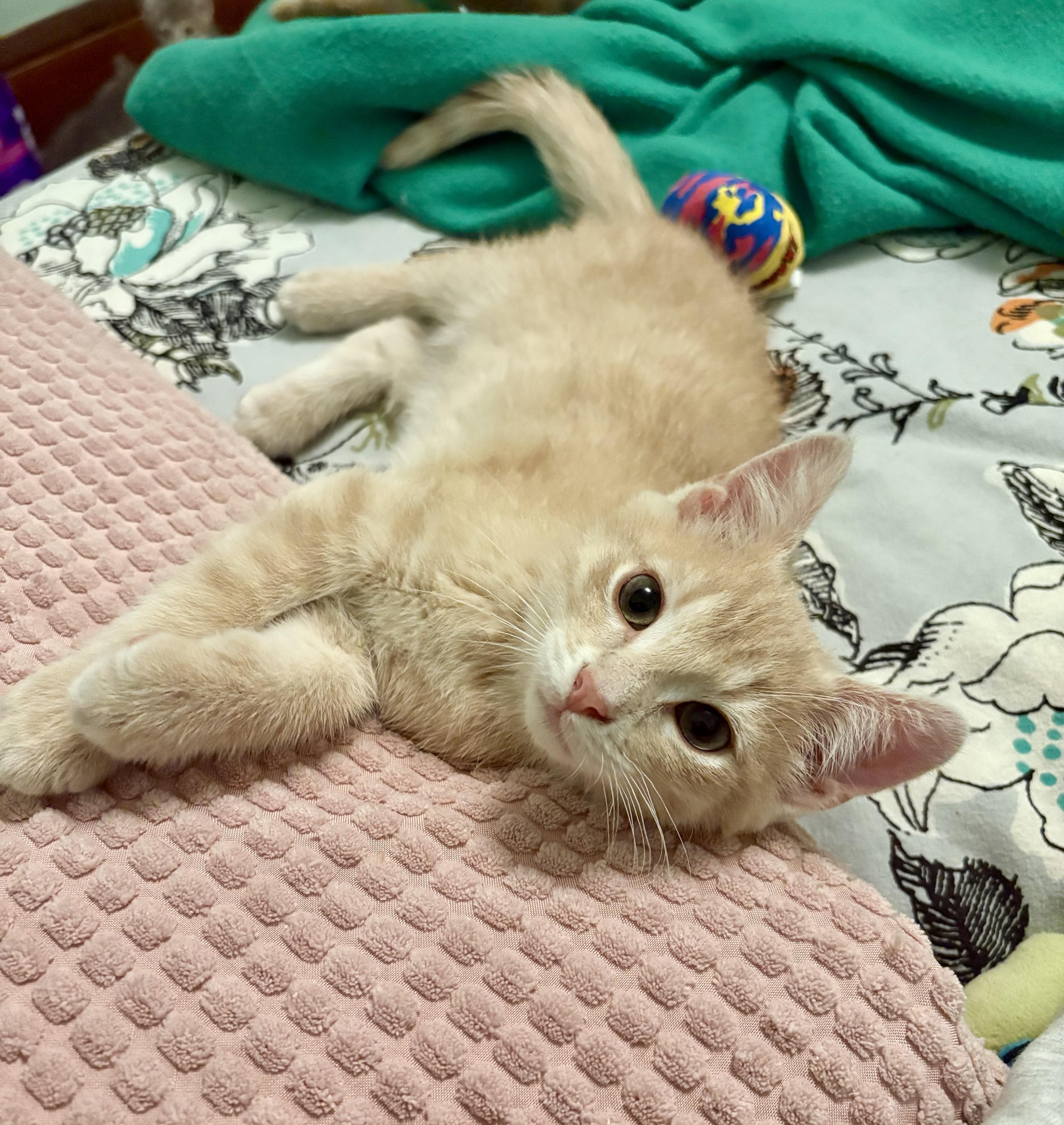Kipper, an adopted Domestic Short Hair in Milwaukee, WI image 3/6