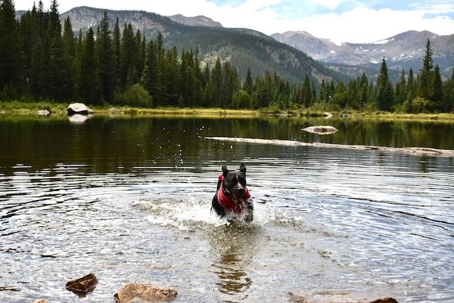 Pepper Rae of Sunshine, a Adoptable mixed breed in Denver, CO image 5/6