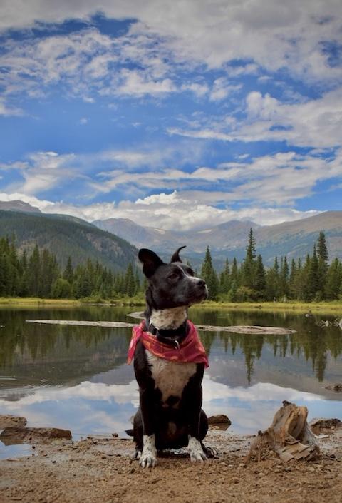 Pepper Rae of Sunshine, Adoptable, Young Female Pit Bull Terrier & Australian Cattle Dog / Blue Heeler.