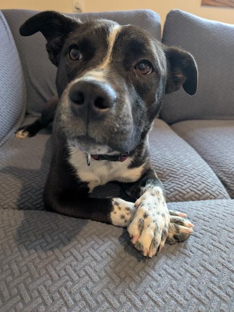 Pepper