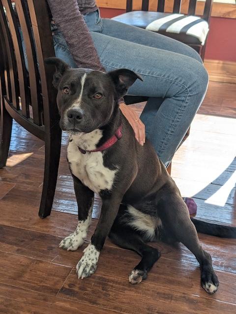 Pepper Rae of Sunshine, a Adoptable mixed breed in Denver, CO image 3/6