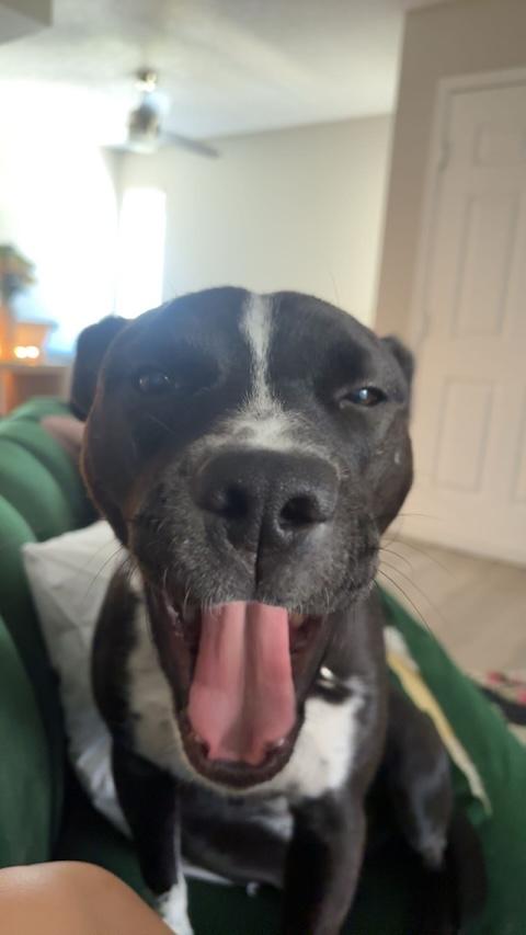 Pepper Rae of Sunshine, a Adoptable mixed breed in Denver, CO image 4/6