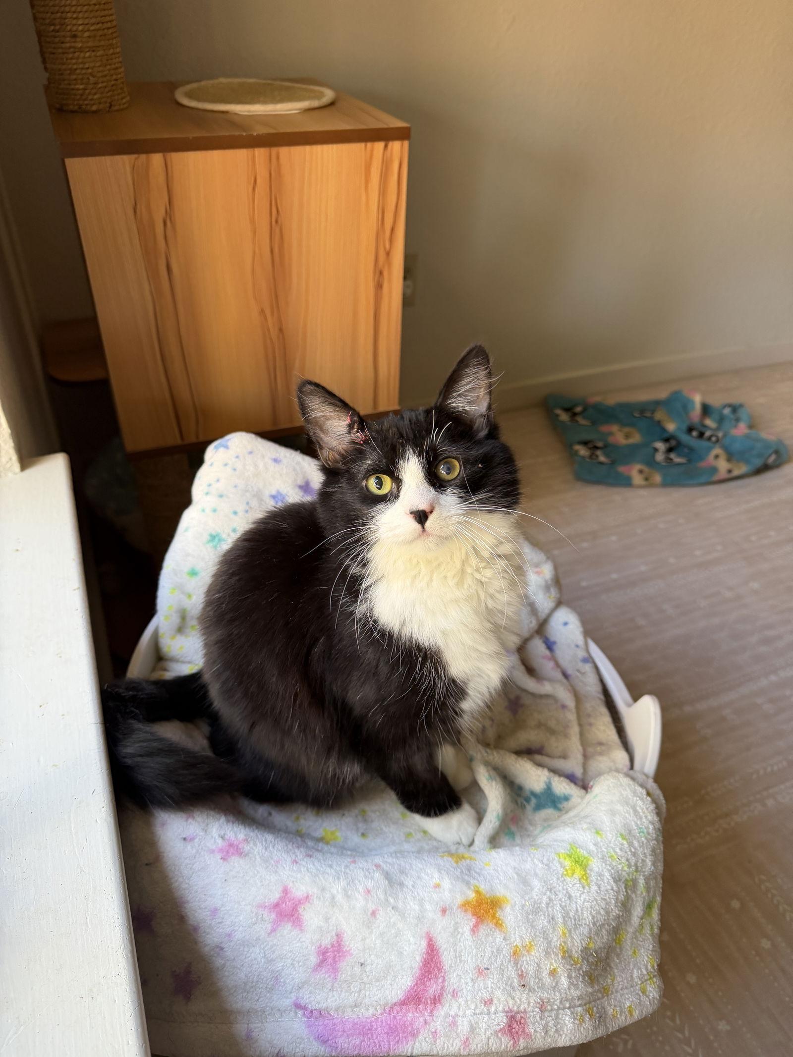 Enlarge Kris Kringle, a Adoptable Domestic Long Hair in Davis, CA image 1/3