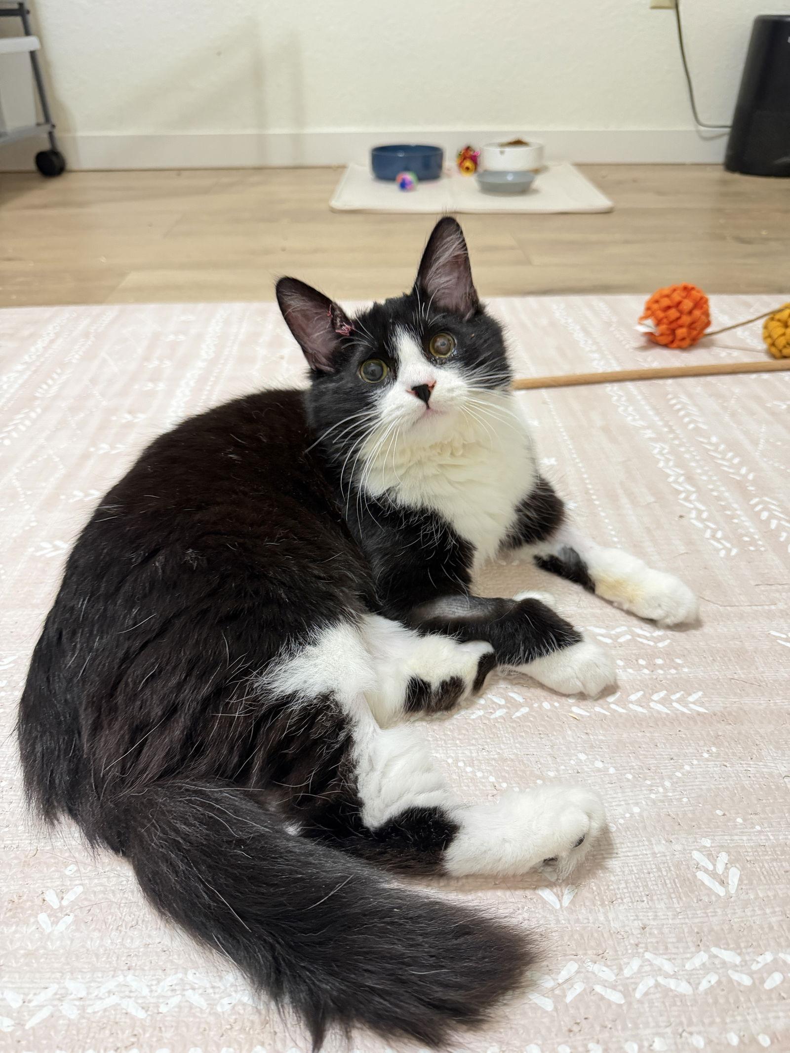 Enlarge Kris Kringle, a Adoptable Domestic Long Hair in Davis, CA image 2/3