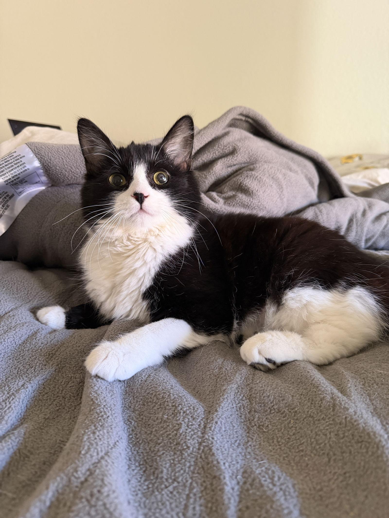 Enlarge Kris Kringle, a Adoptable Domestic Long Hair in Davis, CA image 3/3