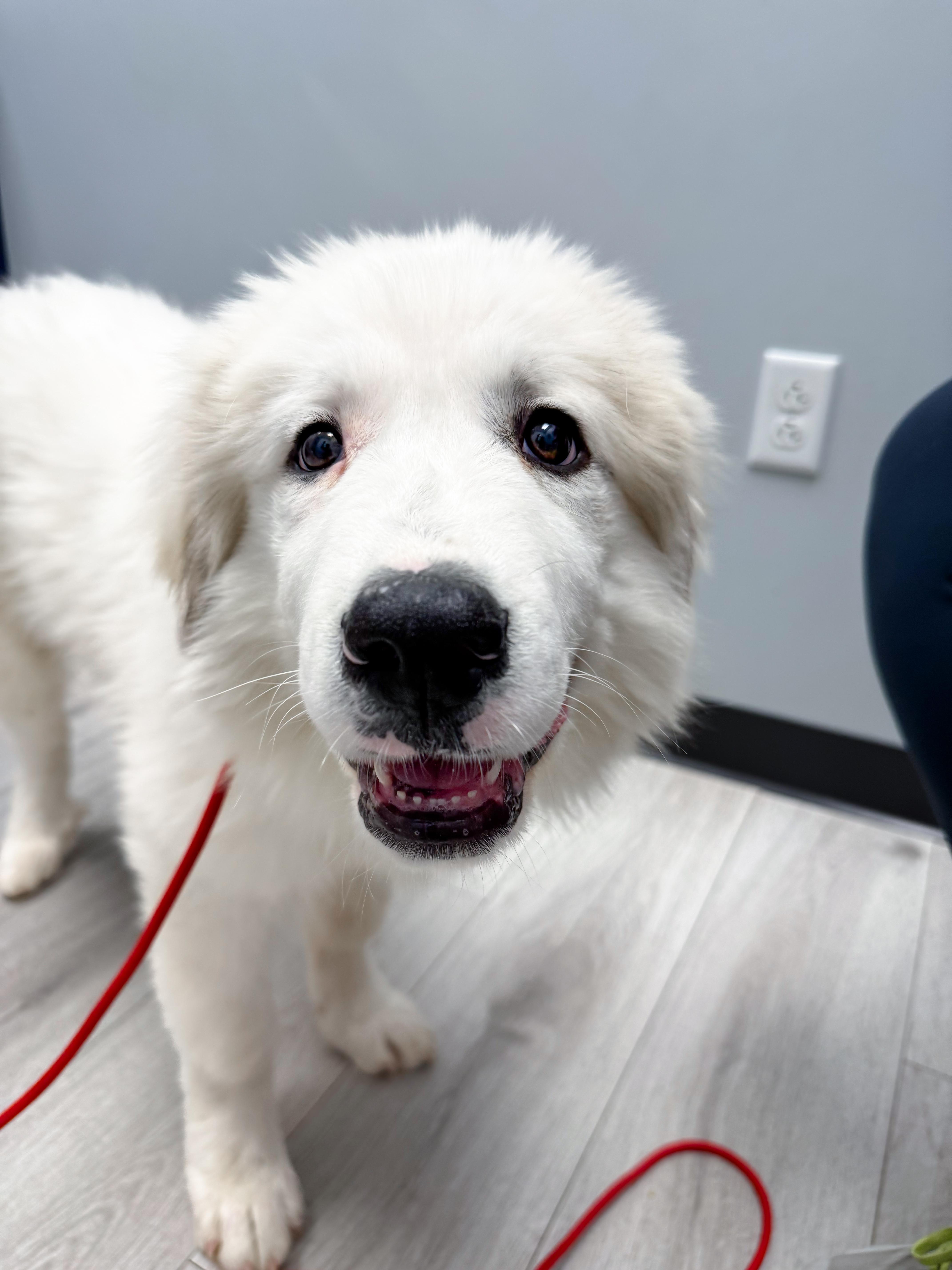Enlarge Doug, a ADOPTABLE Great Pyrenees in Greer, SC image 4/6