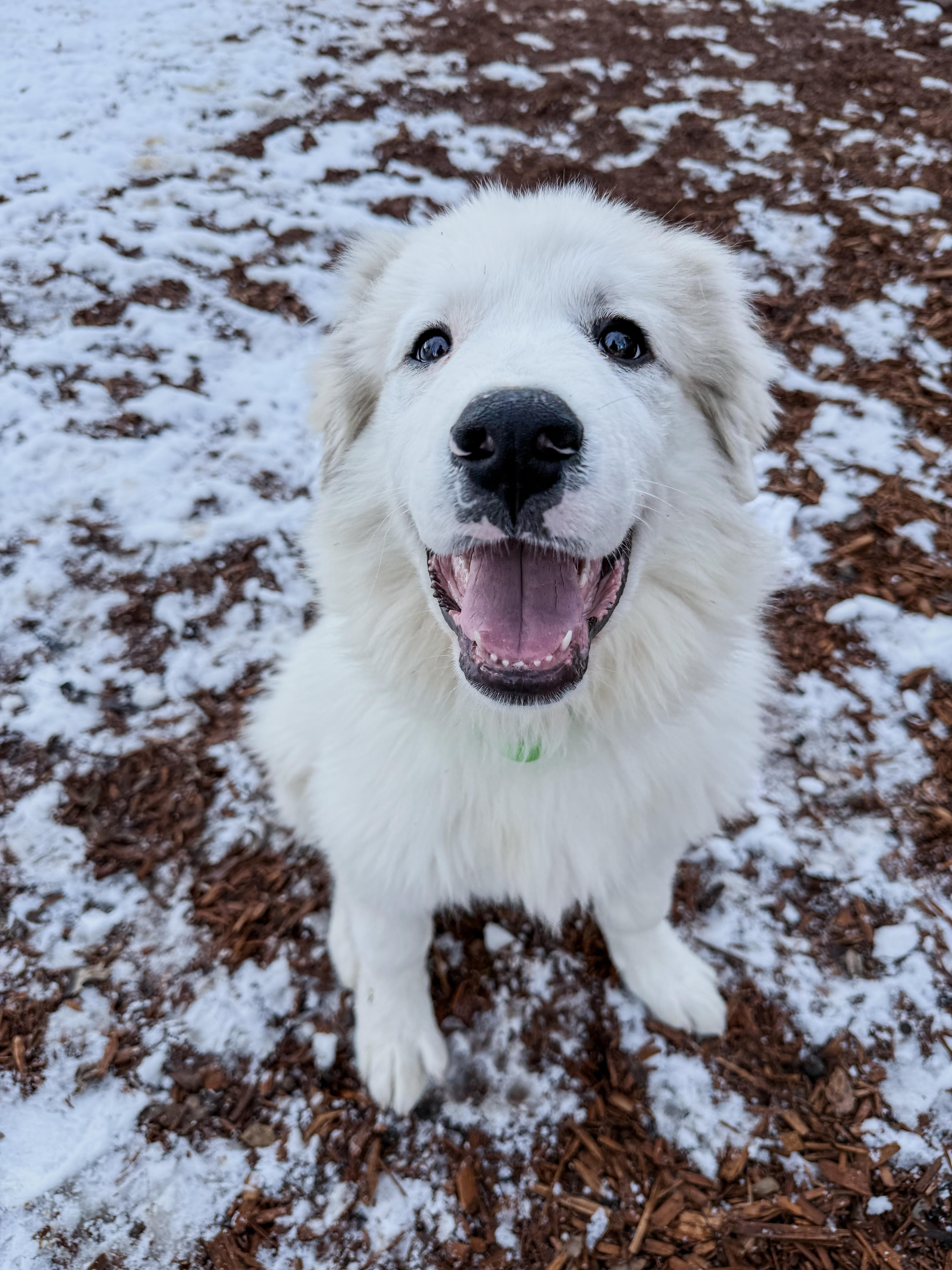Doug, ADOPTABLE, Puppy Male Great Pyrenees.