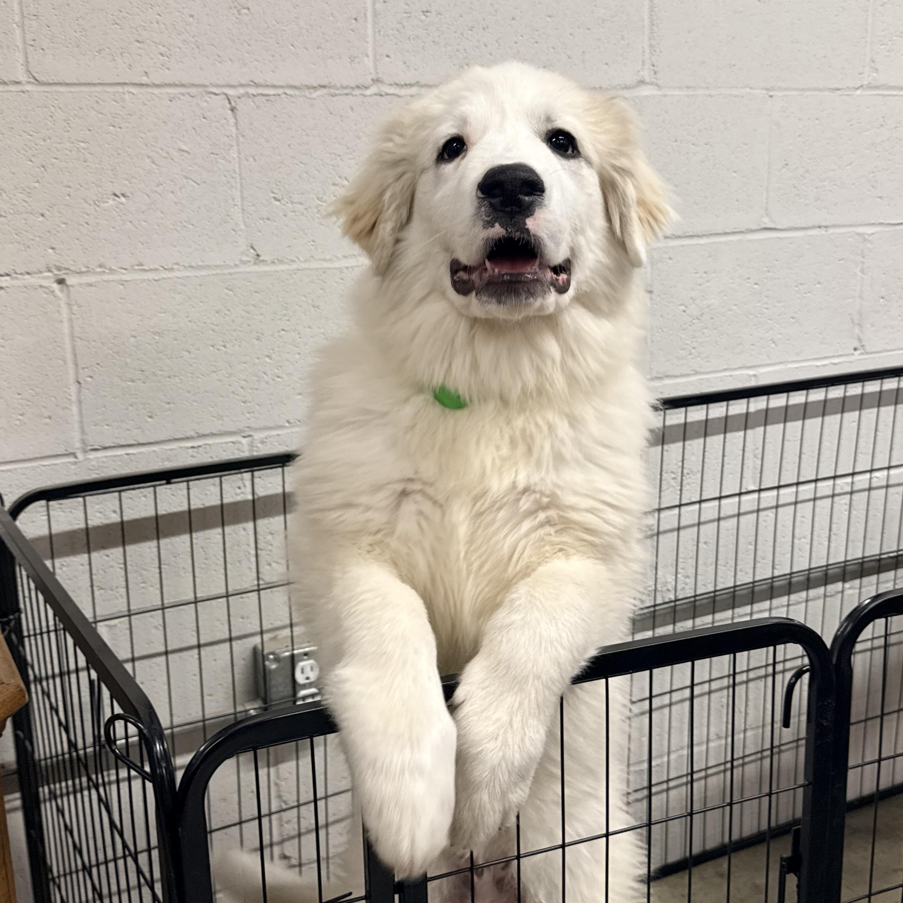 Enlarge Doug, a ADOPTABLE Great Pyrenees in Greer, SC image 2/6