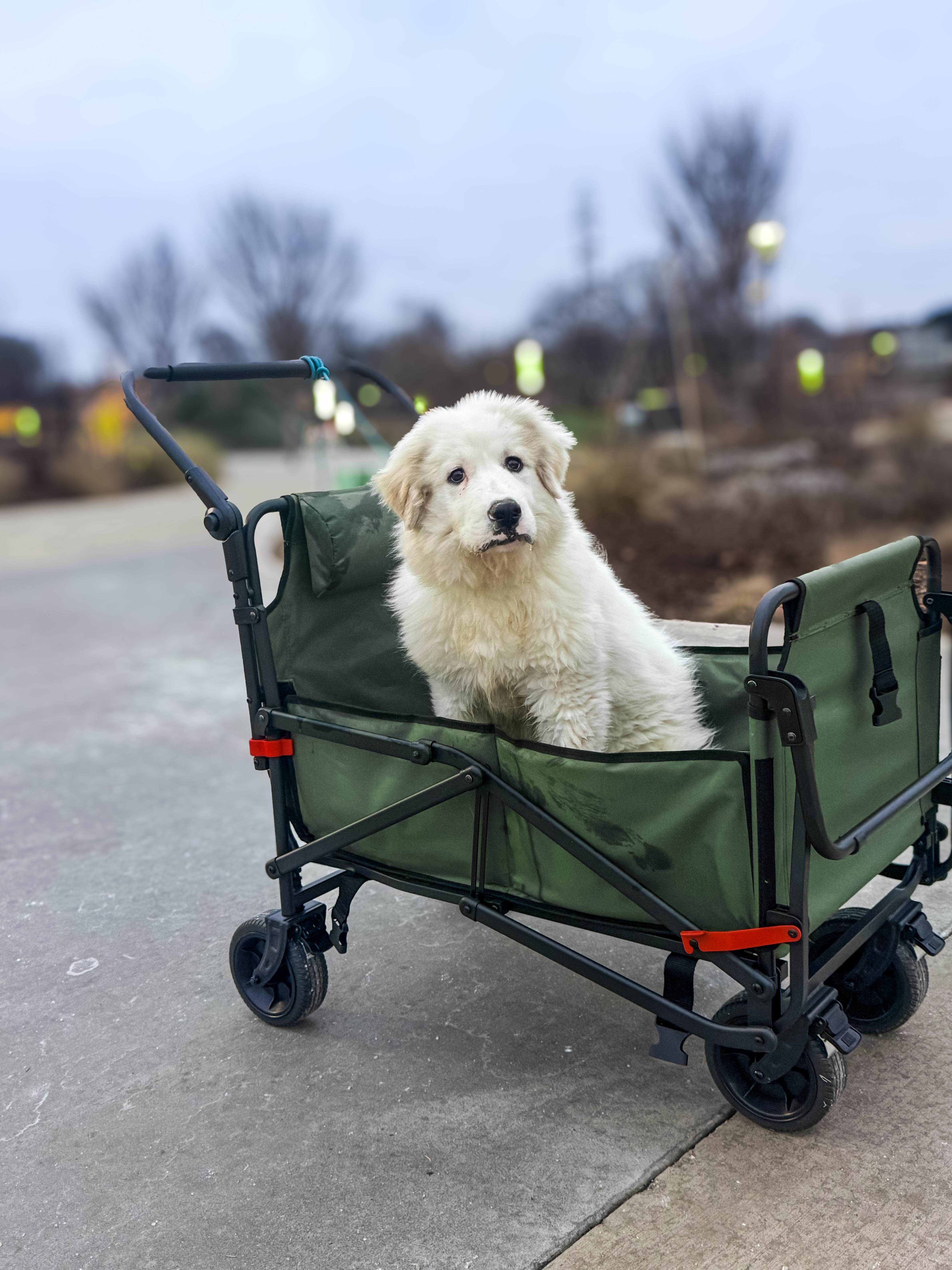 Enlarge Doug, a ADOPTABLE Great Pyrenees in Greer, SC image 3/6
