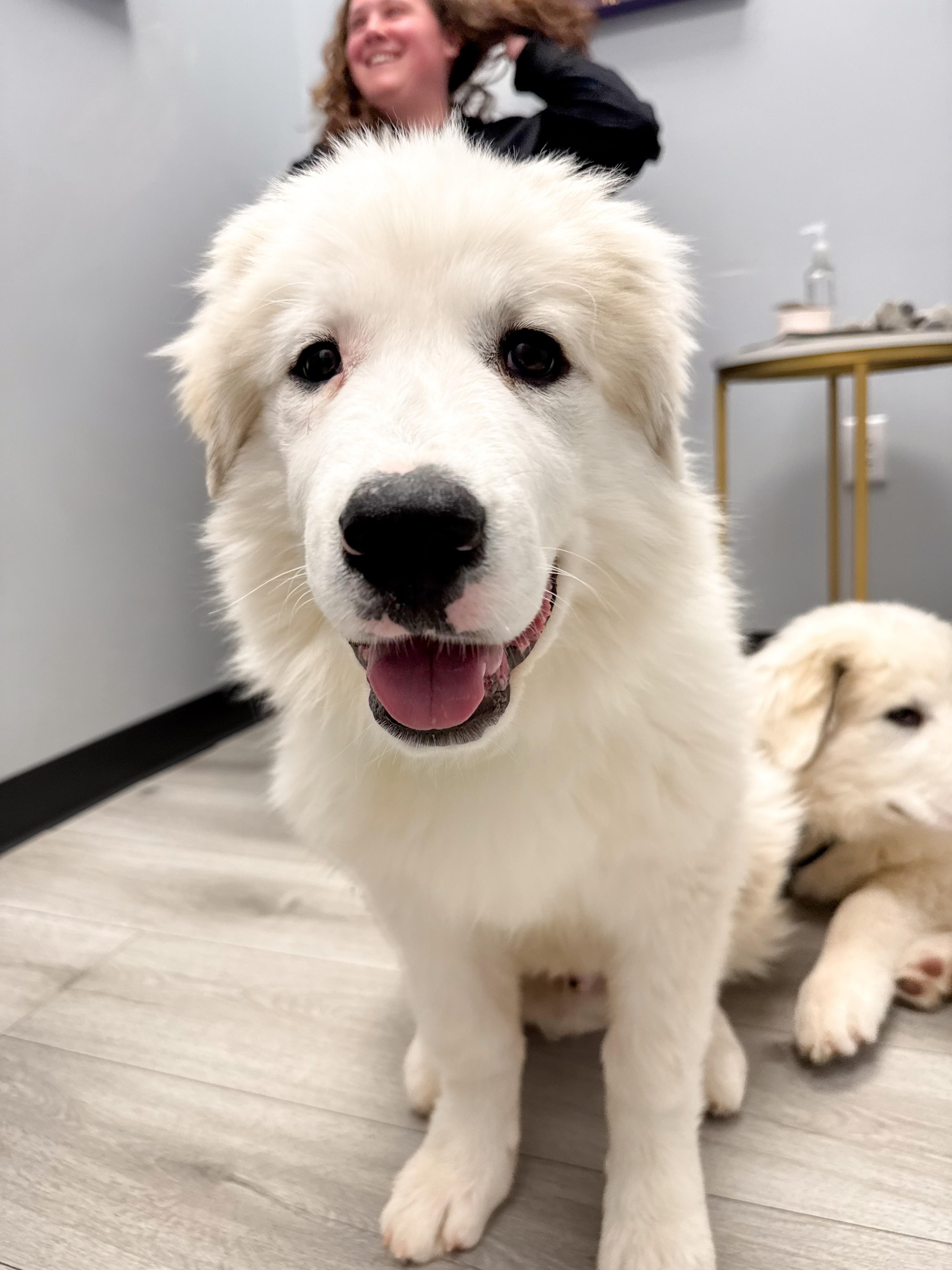 Enlarge Doug, a ADOPTABLE Great Pyrenees in Greer, SC image 6/6