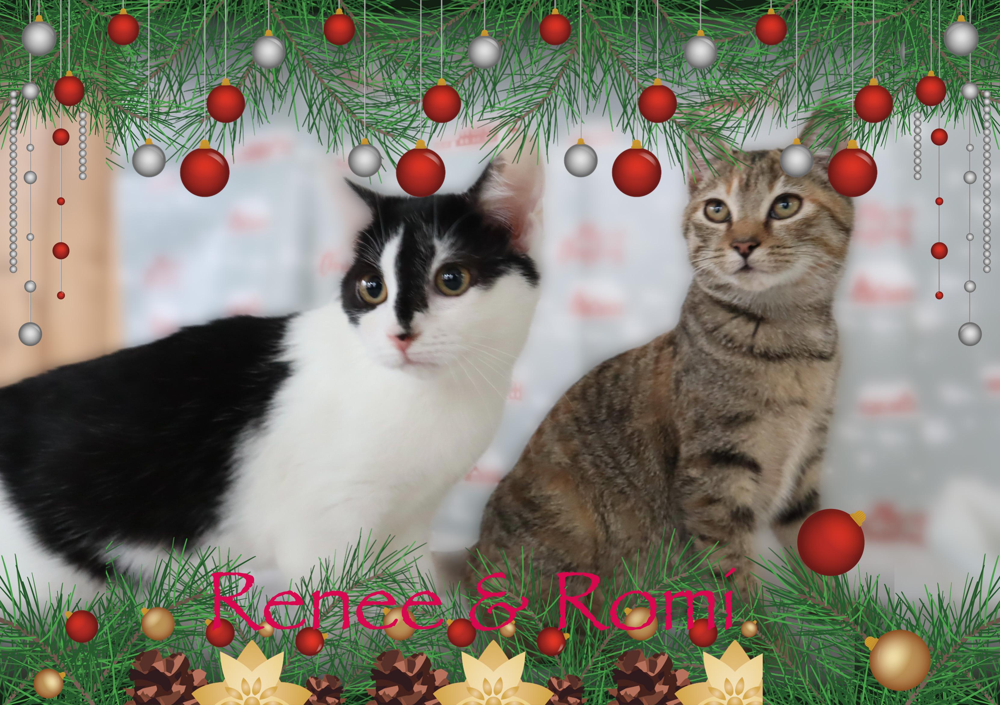 Enlarge Renee & Romi, a ADOPTABLE Domestic Short Hair in Charlotte, NC image 4/4