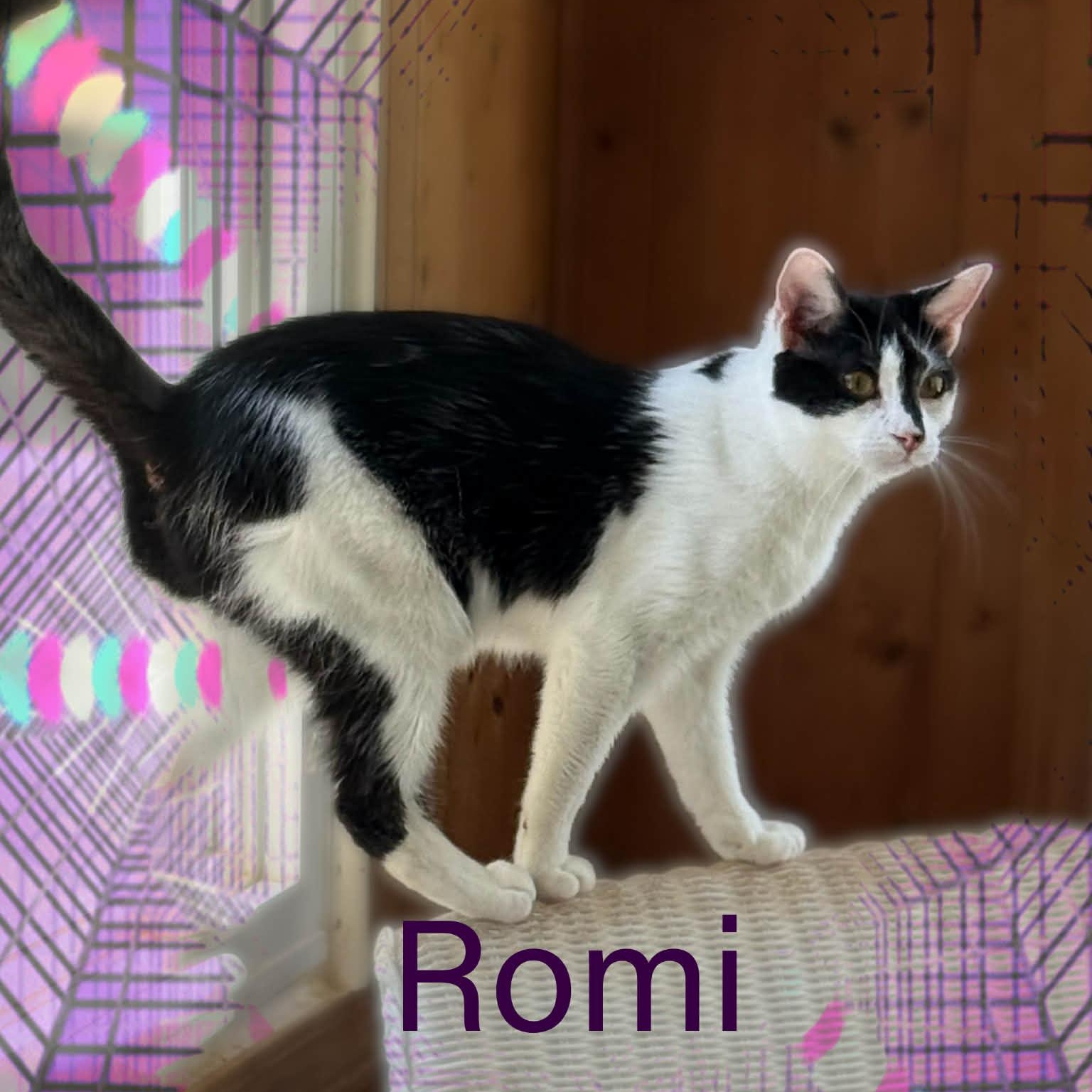 Renee & Romi, a ADOPTABLE Domestic Short Hair in Charlotte, NC image 4/4