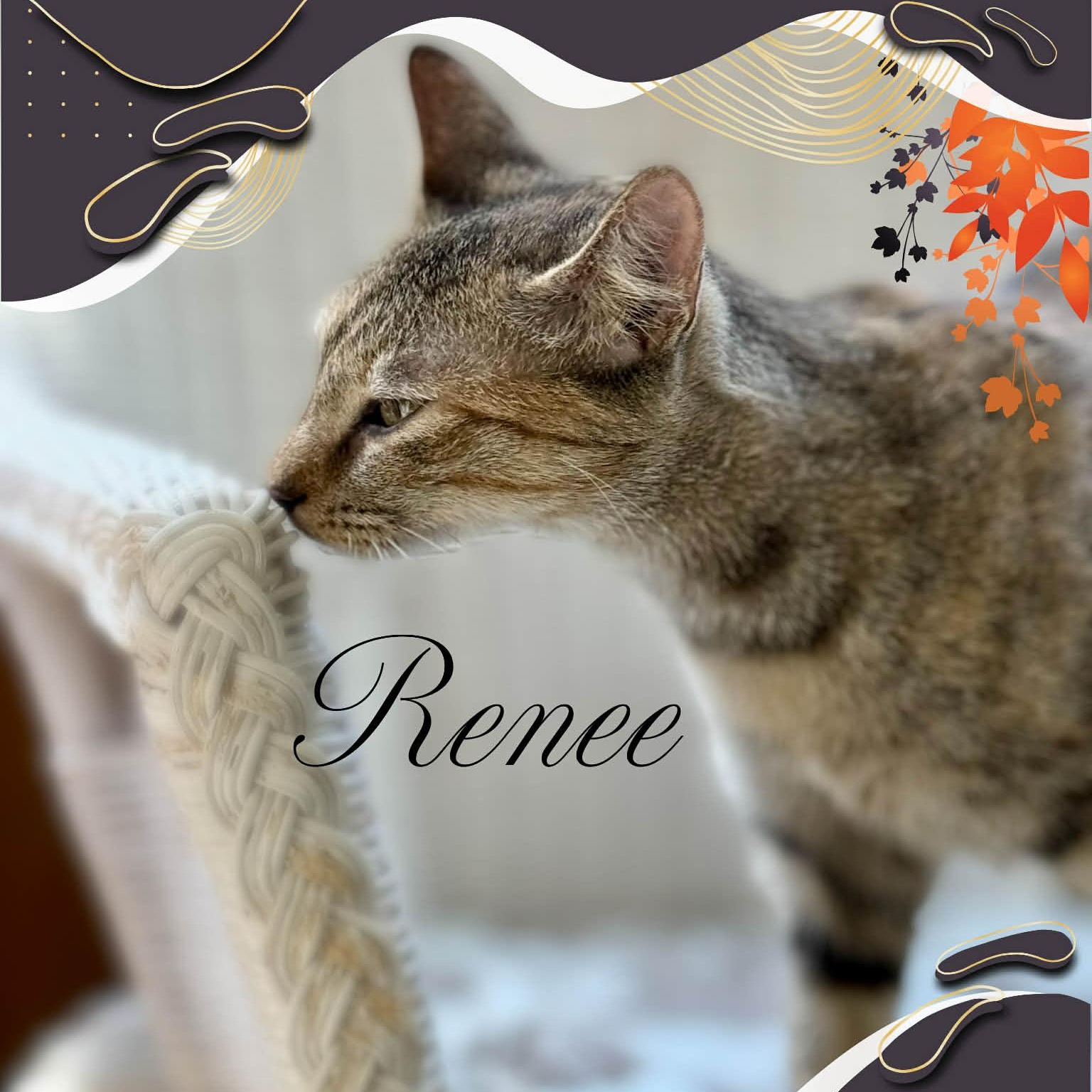 Renee & Romi, a ADOPTABLE Domestic Short Hair in Charlotte, NC image 3/4