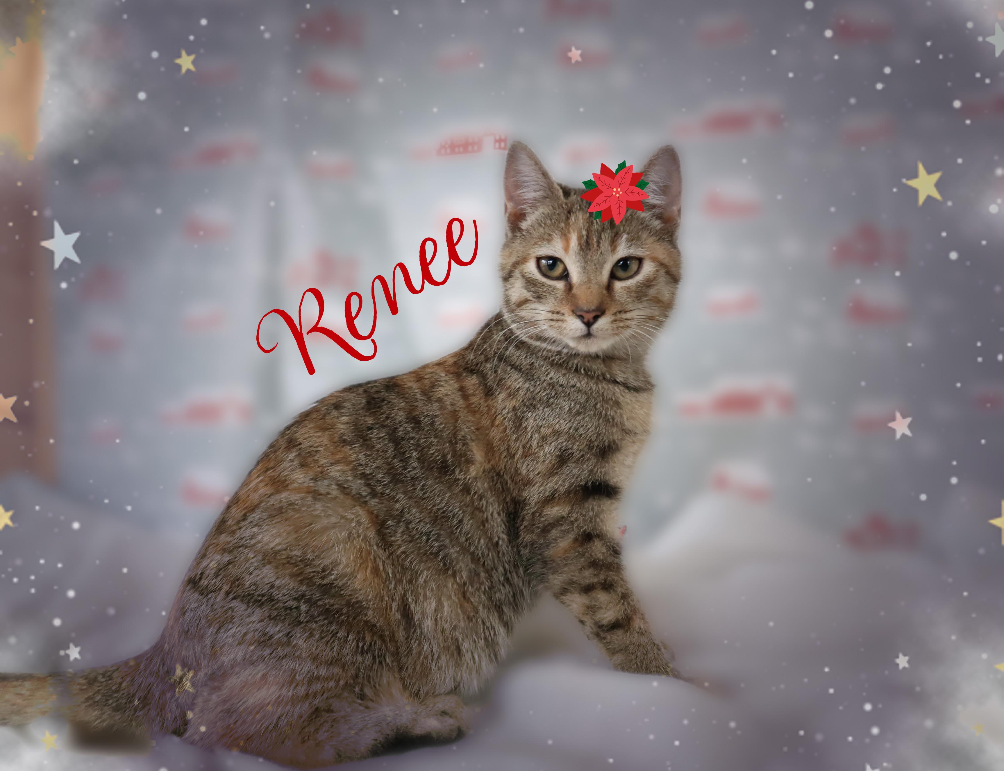 Enlarge Renee & Romi, a ADOPTABLE Domestic Short Hair in Charlotte, NC image 3/4