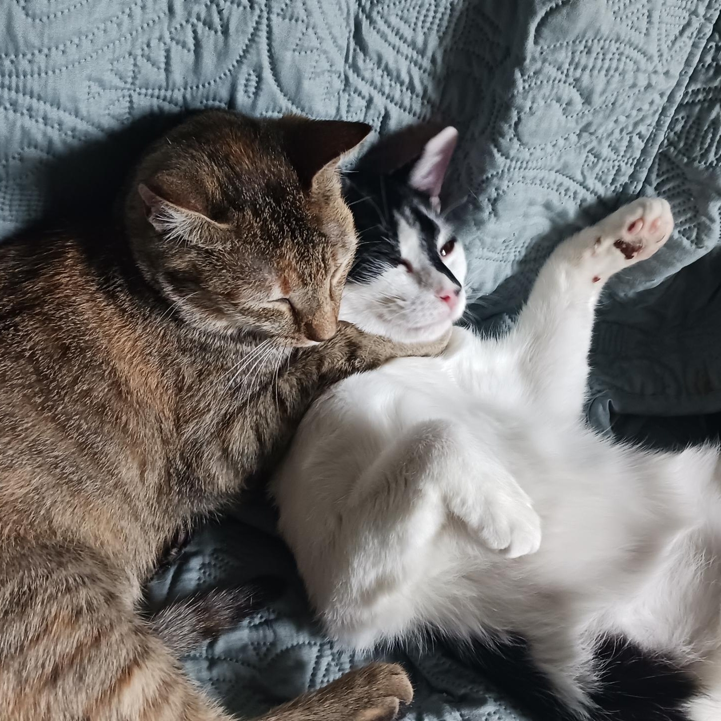 Renee & Romi, a ADOPTABLE Domestic Short Hair in Charlotte, NC image 2/4
