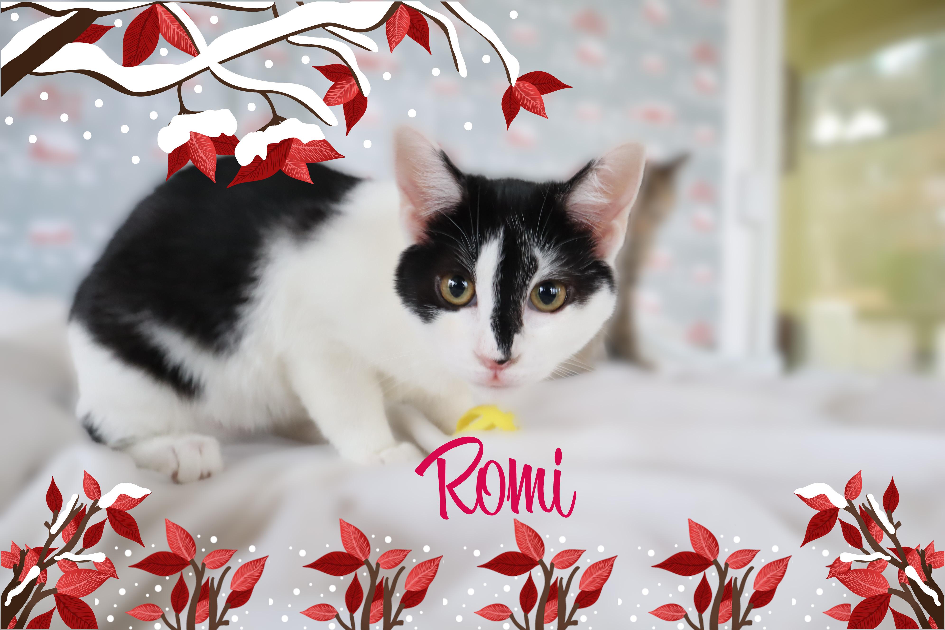 Enlarge Renee & Romi, a ADOPTABLE Domestic Short Hair in Charlotte, NC image 2/4