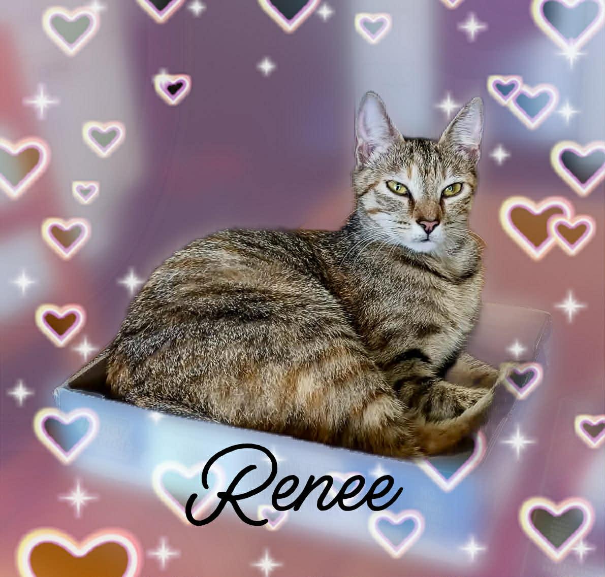 Enlarge Renee & Romi, a ADOPTABLE Domestic Short Hair in Charlotte, NC image 1/4