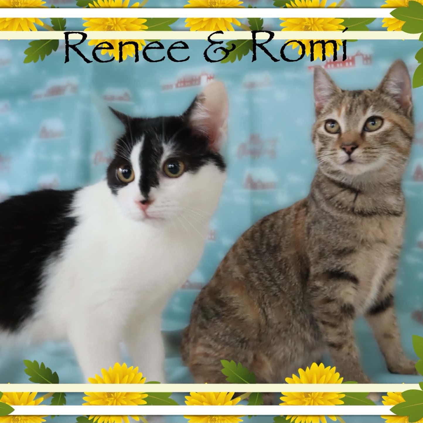 Renee & Romi, ADOPTABLE, Kitten Female Domestic Short Hair.