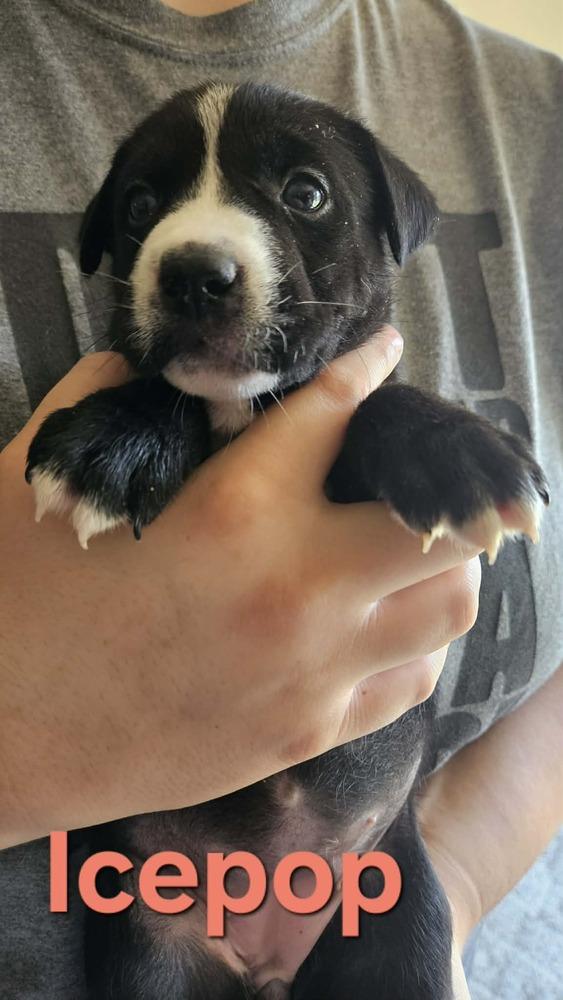 Ice Pop, Adoptable, Puppy Female Husky & Pit Bull Terrier.