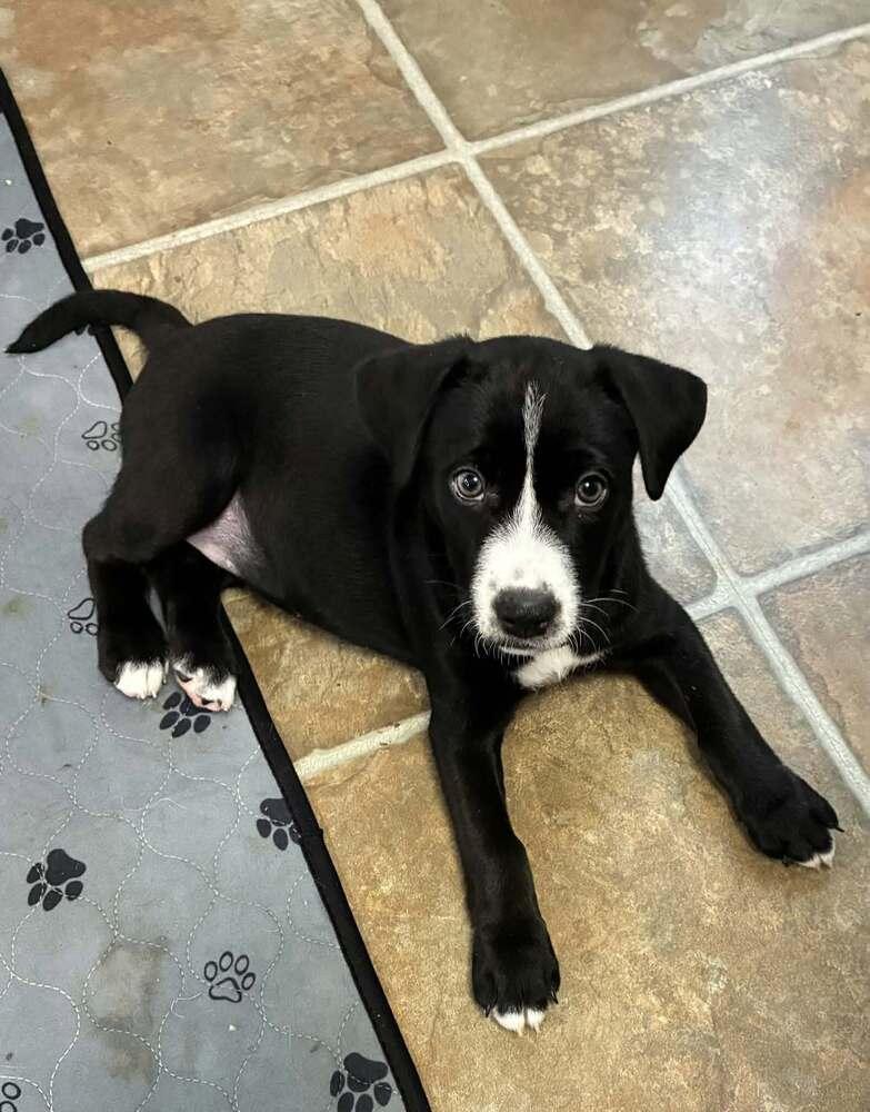Enlarge Ice Pop, a Adoptable mixed breed in Peoria, IL image 2/2