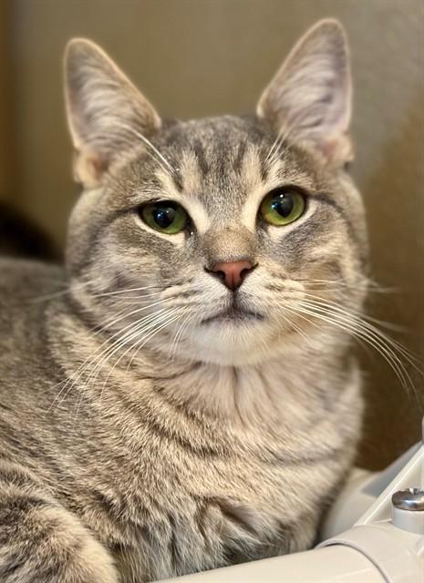 HOWARD, Adoptable, Young Male Domestic Short Hair.