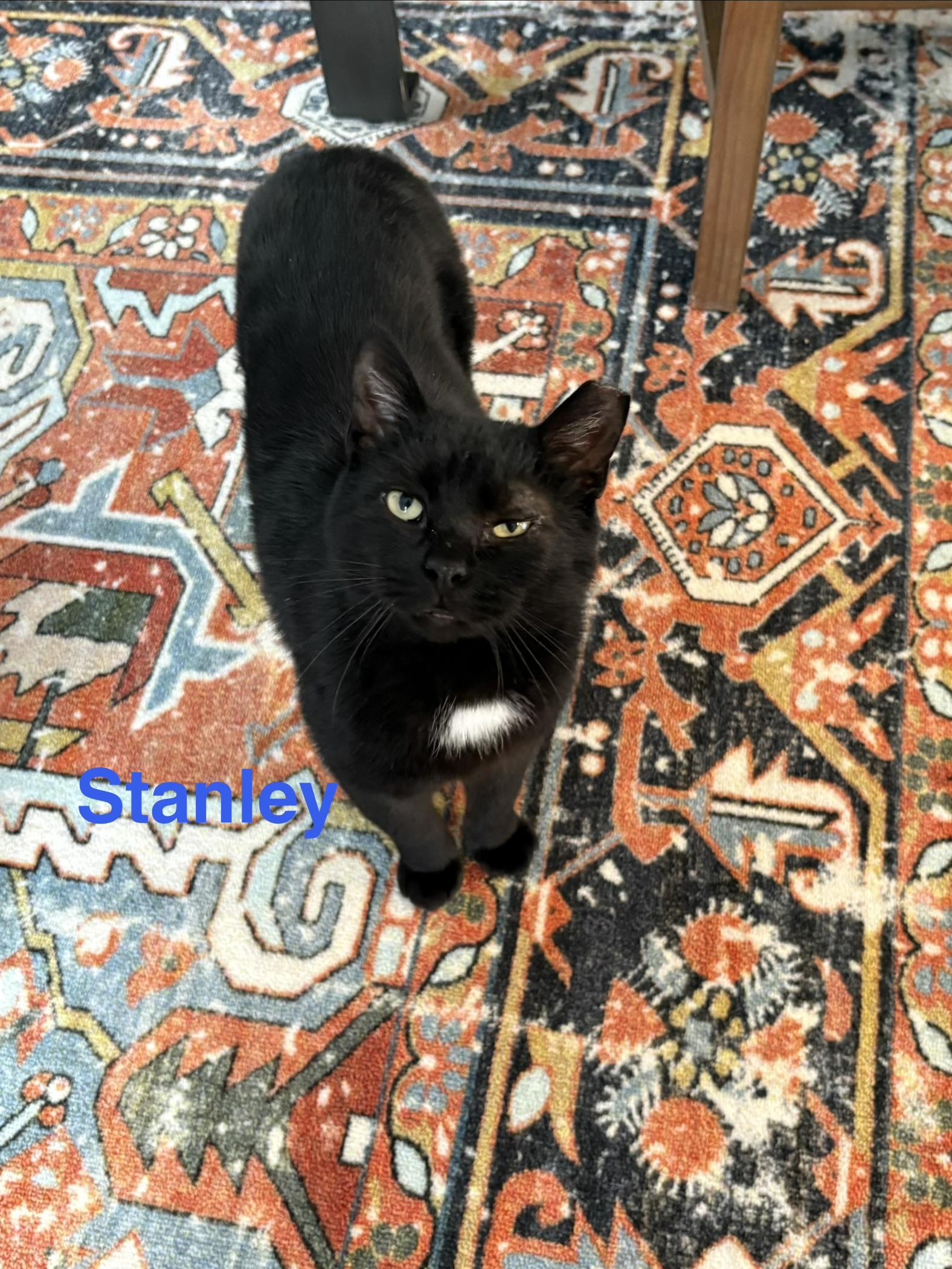 Stanley, ADOPTABLE, Adult Male Domestic Short Hair.