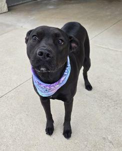 Enlarge Darhma, a ADOPTABLE mixed breed in Bucyrus, OH image 1/5