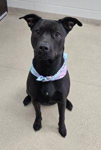 Enlarge Darhma, a ADOPTABLE mixed breed in Bucyrus, OH image 2/5