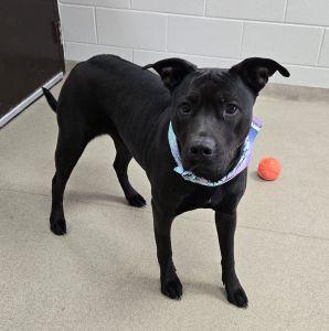 Enlarge Darhma, a ADOPTABLE mixed breed in Bucyrus, OH image 3/5