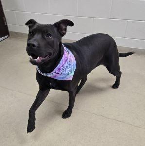 Enlarge Darhma, a ADOPTABLE mixed breed in Bucyrus, OH image 4/5