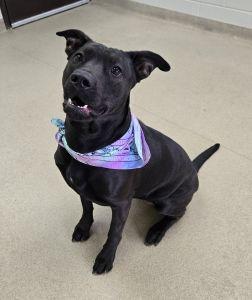 Enlarge Darhma, a ADOPTABLE mixed breed in Bucyrus, OH image 5/5