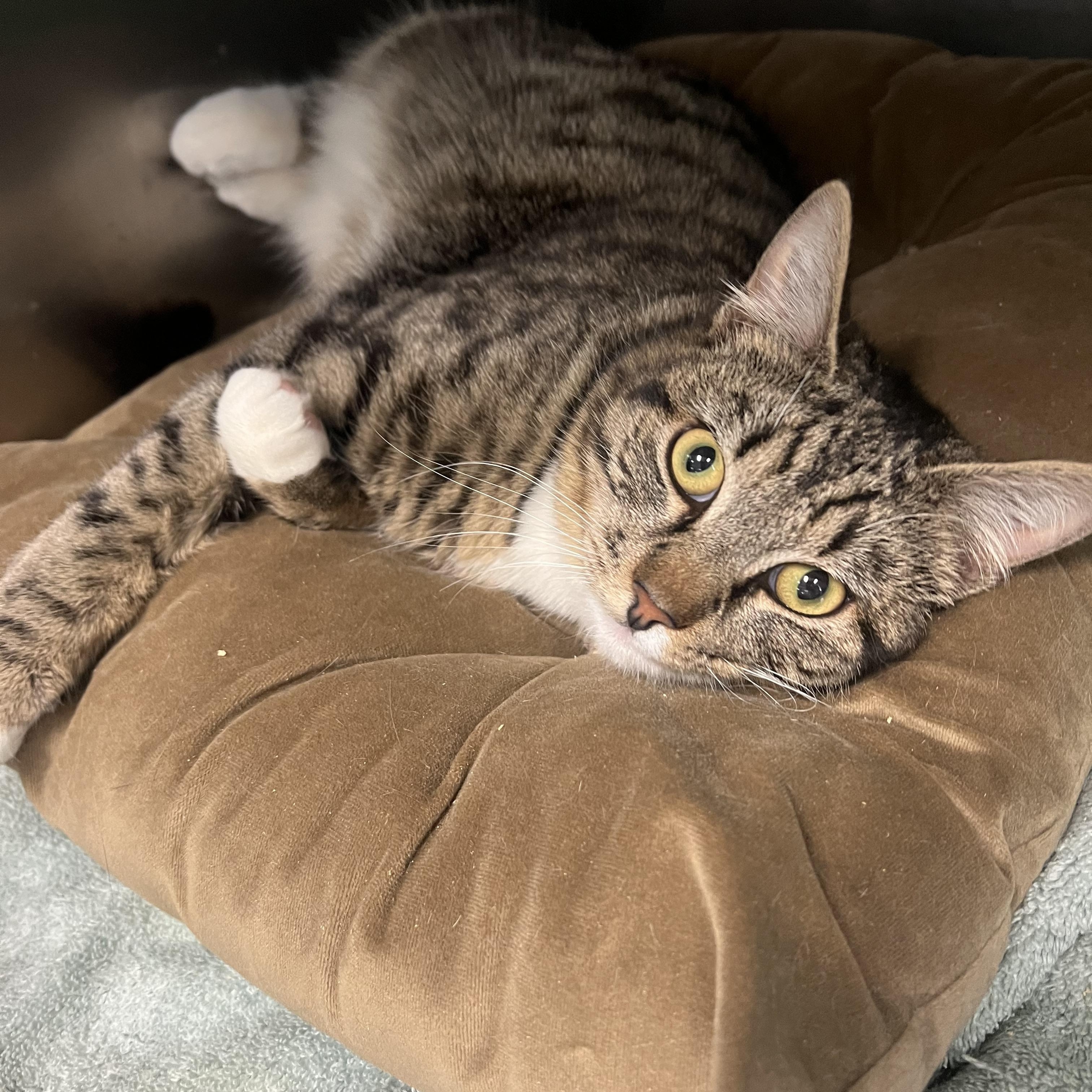 Billie, adopted, Young Male Domestic Short Hair.