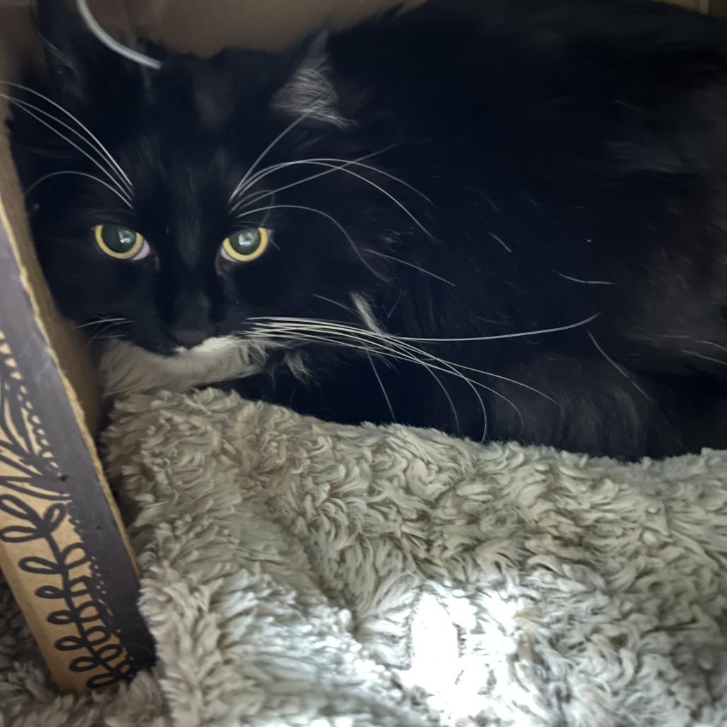 Magic C11547, Adoptable, Senior Male Domestic Long Hair.