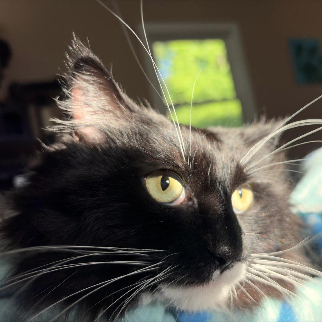 Enlarge Magic C11547, a Adoptable Domestic Long Hair in Savage, MN image 2/5