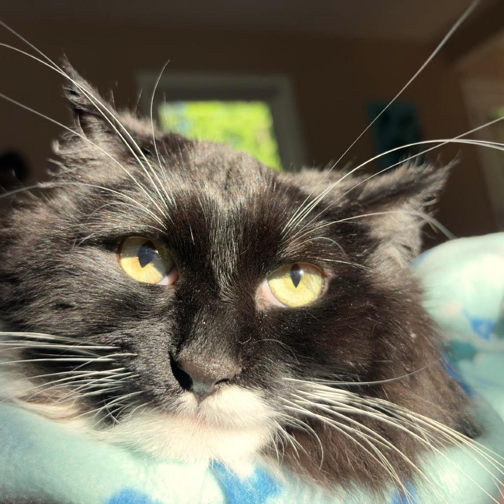 Enlarge Magic C11547, a Adoptable Domestic Long Hair in Savage, MN image 3/5