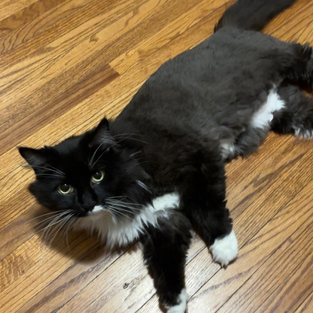 Enlarge Magic C11547, a Adoptable Domestic Long Hair in Savage, MN image 5/5