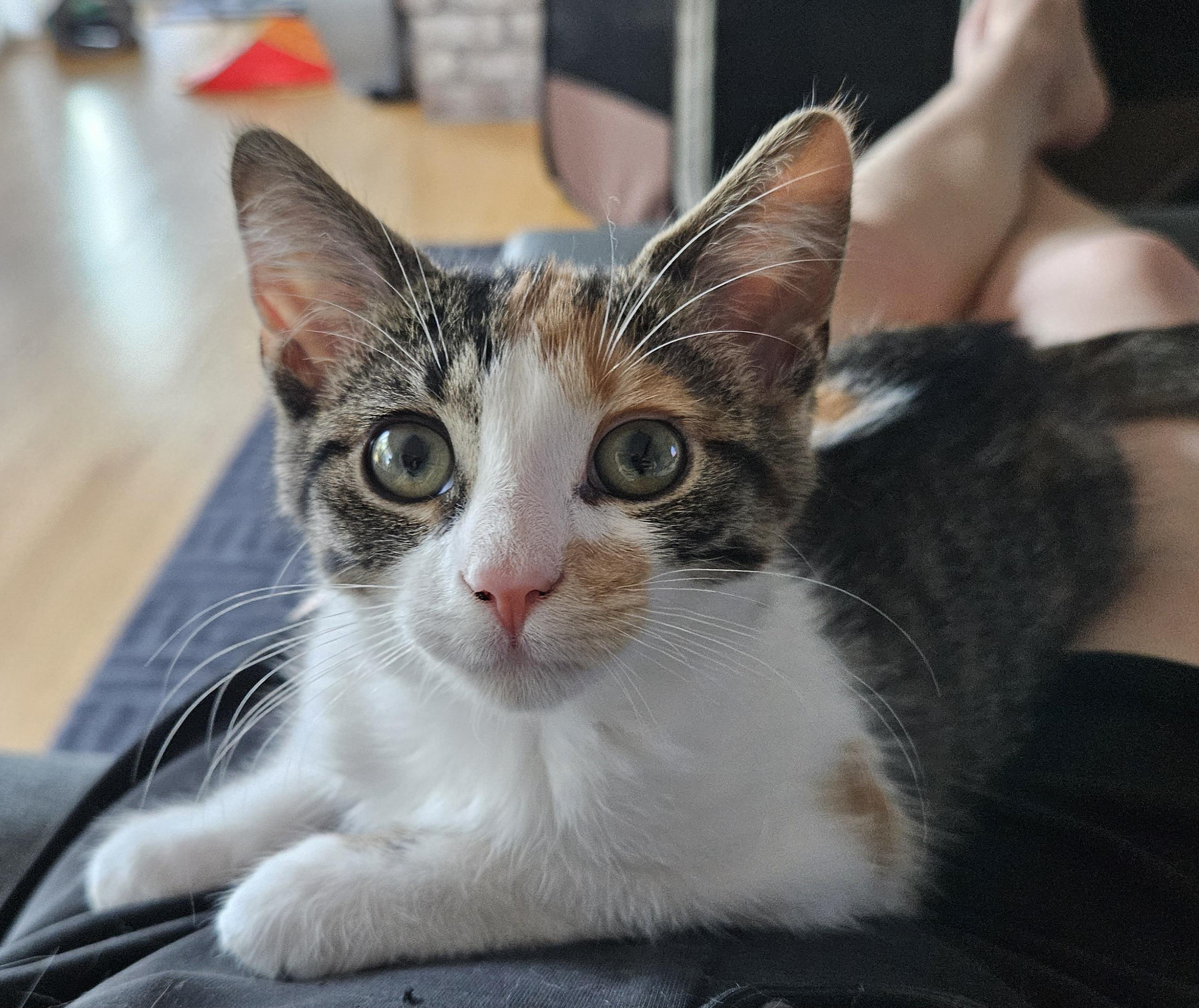 Marcella