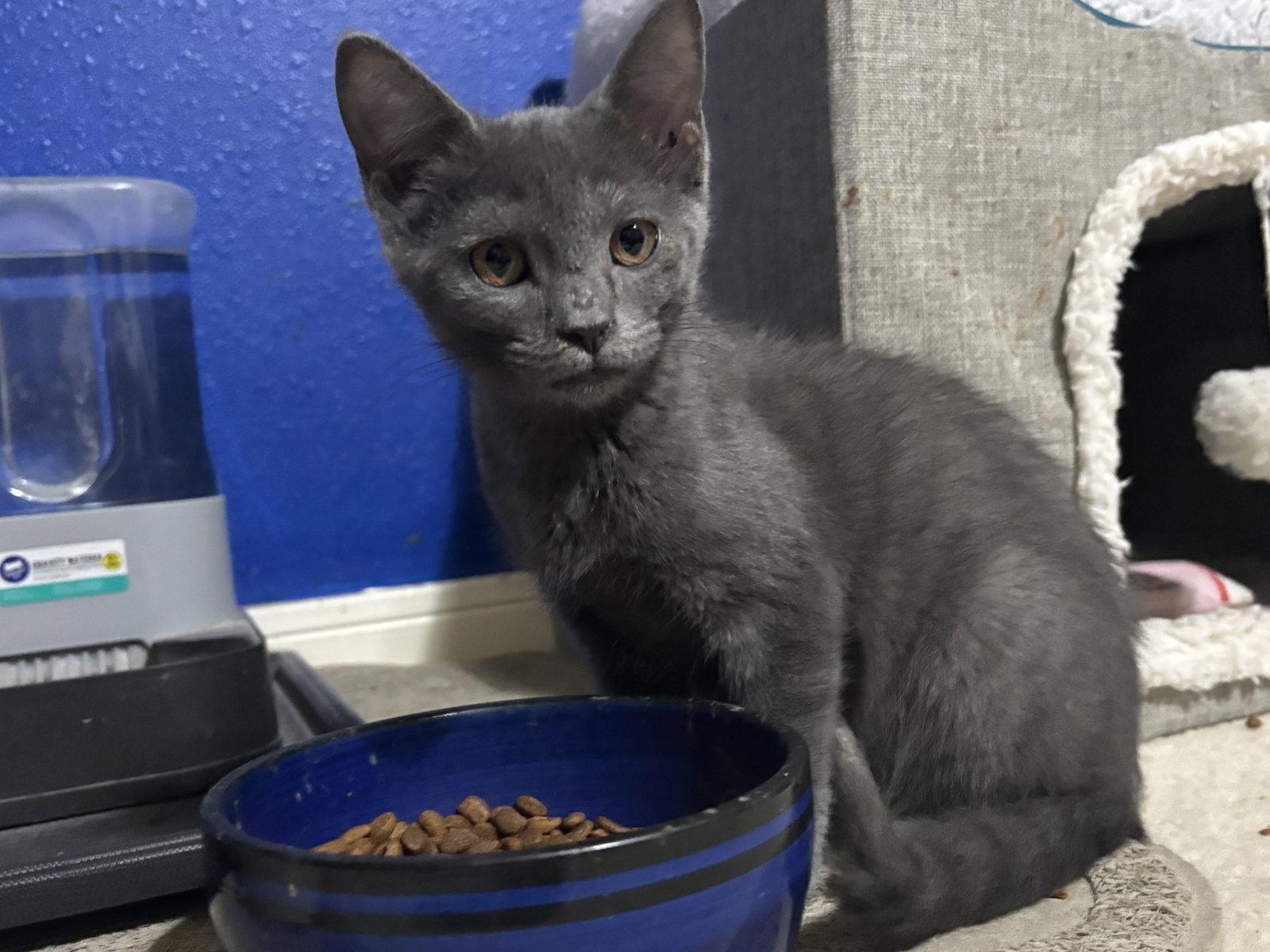 Enlarge Magneto, a Adopted mixed breed in MONTGOMERY, TX image 2/3
