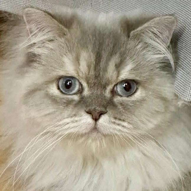 Cheyenne, adopted, Adult Female Himalayan.