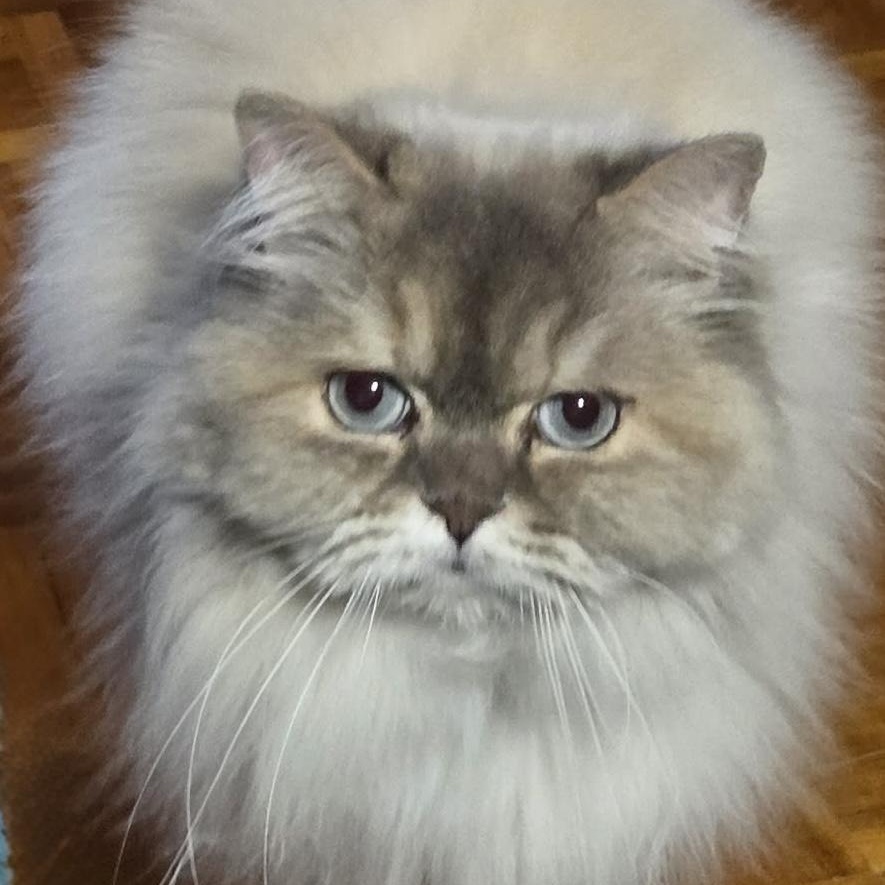 Enlarge Cheyenne, an adopted Himalayan in Kirkland, QC image 3/3