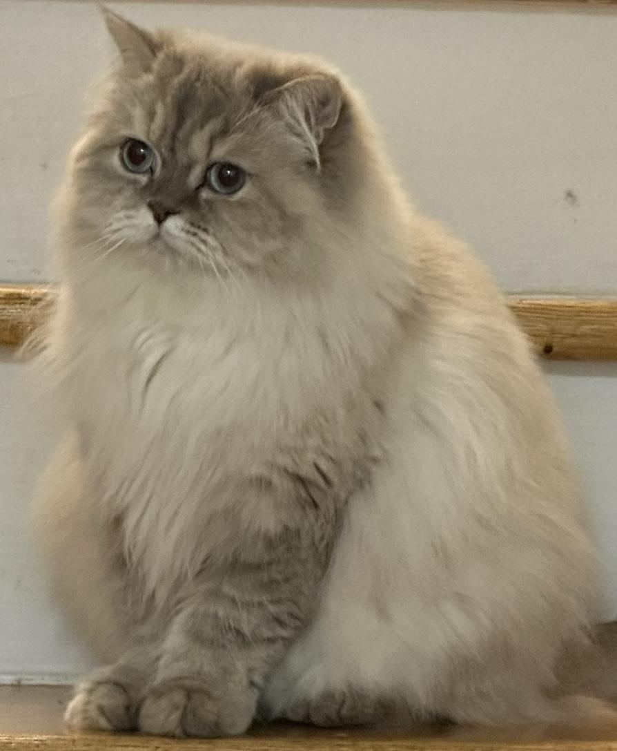 Enlarge Cheyenne, an adopted Himalayan in Kirkland, QC image 2/3