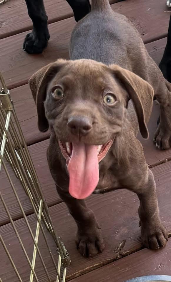 Krush, Adoptable, Puppy Male Boykin Spaniel.