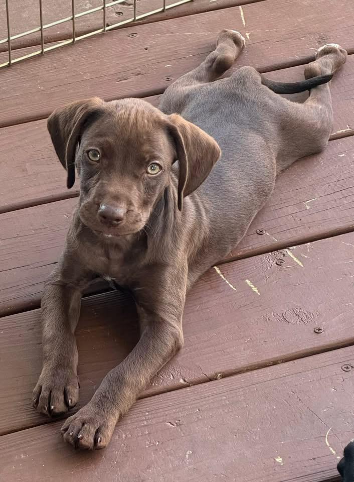Enlarge Krush, a Adoptable Boykin Spaniel in Berlin, NJ image 2/3