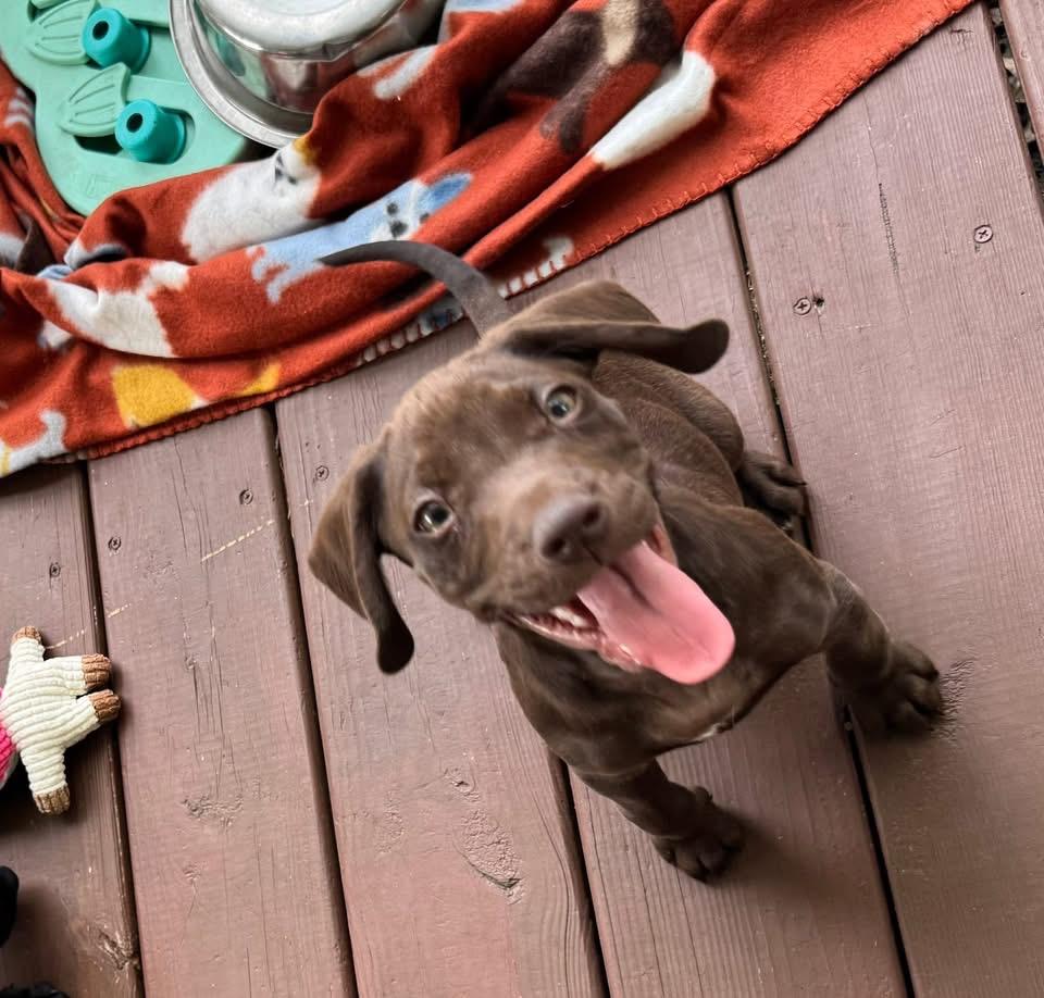 Enlarge Krush, a Adoptable Boykin Spaniel in Berlin, NJ image 3/3