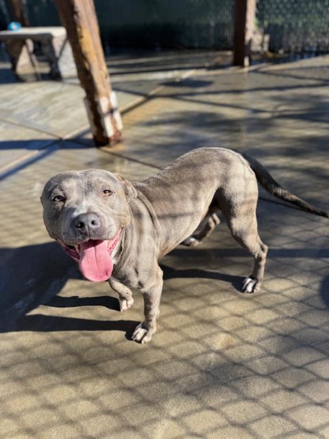 Enlarge Alfie, a Adoptable Pit Bull Terrier in Oakdale, CA image 3/4